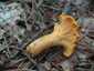 Sárga rókagomba (Cantharellus cibarius), Őrség